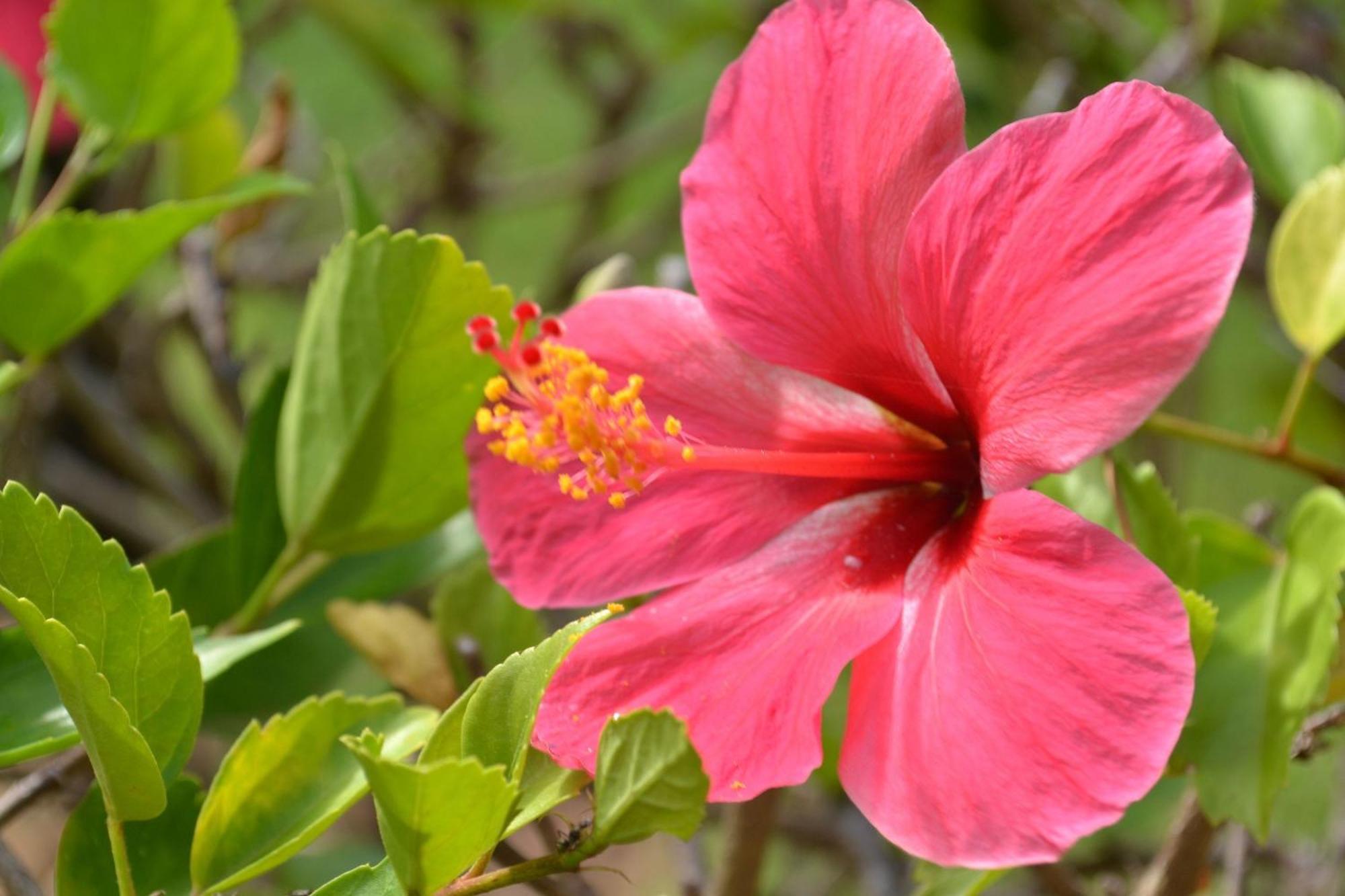 Pipa Beleza - Chales Particulares Praia de Pipa Buitenkant foto